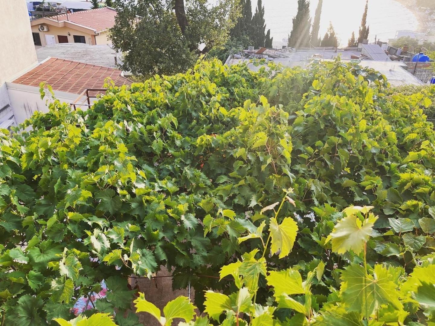 Apartments In Villa Viktoria Sutomore Εξωτερικό φωτογραφία