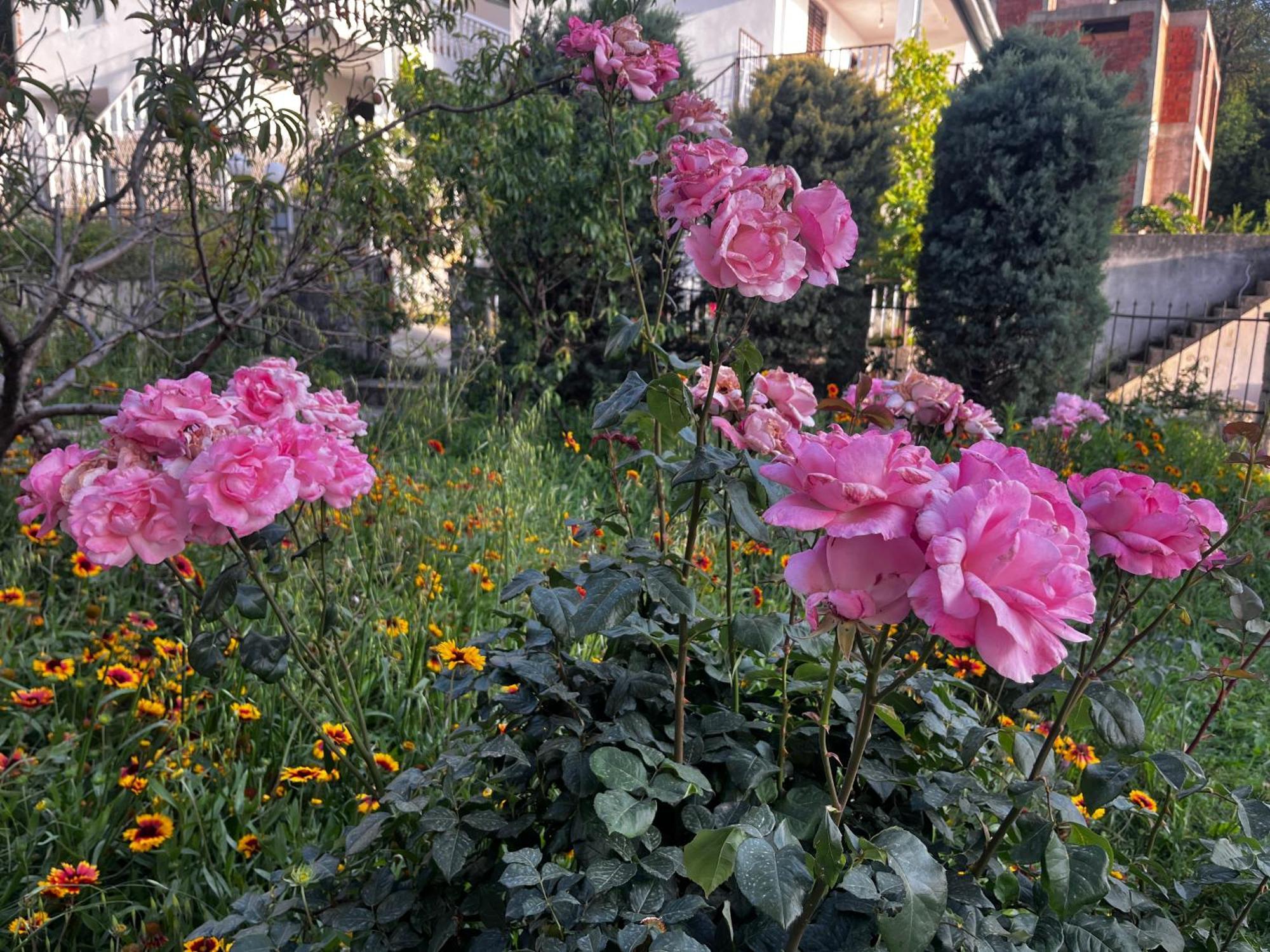 Apartments In Villa Viktoria Sutomore Εξωτερικό φωτογραφία