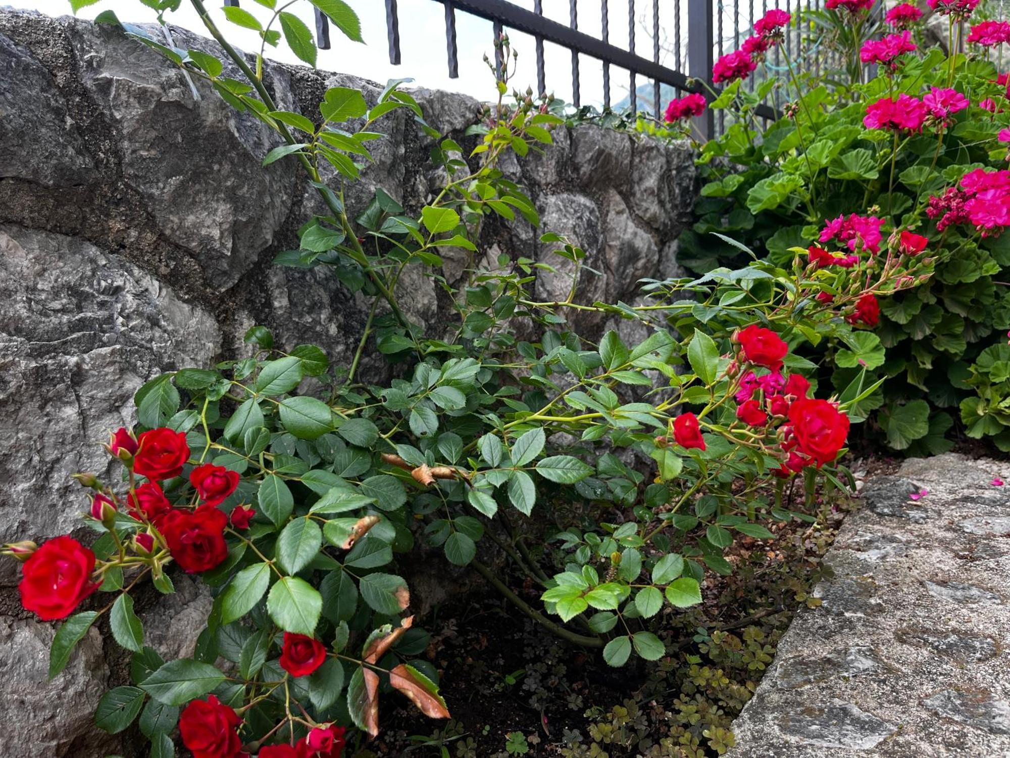 Apartments In Villa Viktoria Sutomore Εξωτερικό φωτογραφία